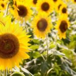 住宅塗装　夏に気を付ける事